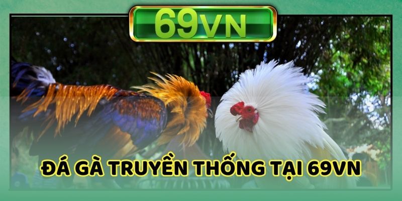 Đá gà tại 69VN truyền thống cực kỳ thú vị