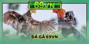Đá gà 69VN