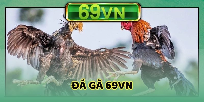 Đá gà 69VN